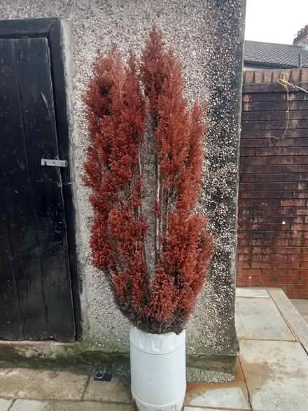 Photo of free π² Potted Tree (Wensley Fold BB2) #1