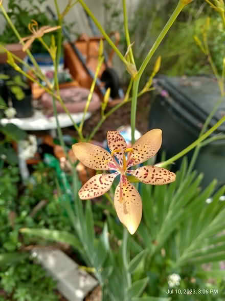 Photo of free Blackberry lily seeds (Palm Harbor) #1
