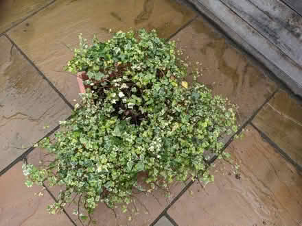 Photo of free Ivy plant (Middlewood S6) #1