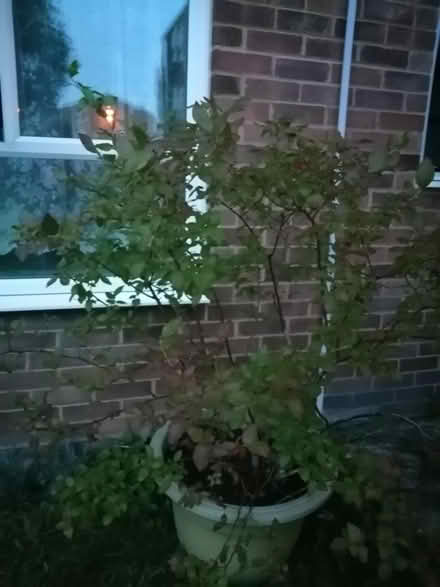 Photo of free Blueberry plant (North City NR3) #1