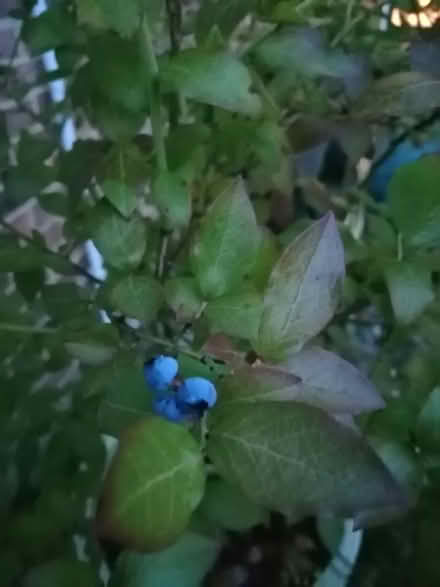 Photo of free Blueberry plant (North City NR3) #2
