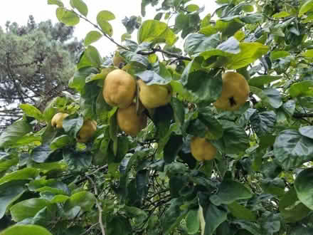 Photo of free Quinces (North City NR3) #1