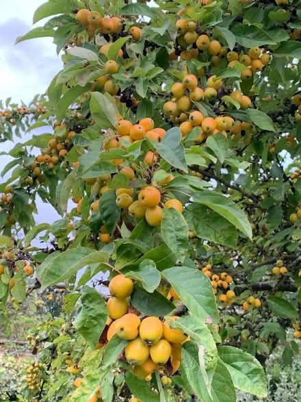 Photo of free Crabapples (Wytham OX2) #1