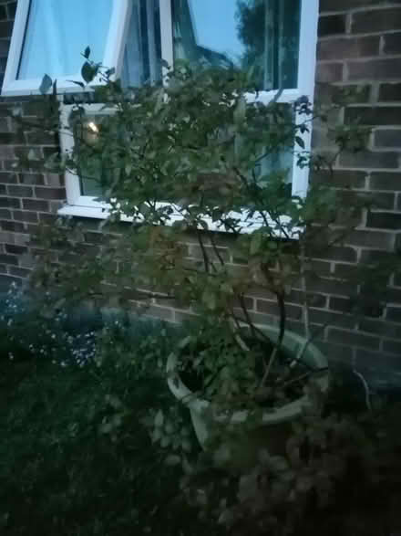Photo of free Blueberry plant (North City NR3) #3