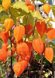 Photo of Chinese Lanterns (Emsworth PO10) #1