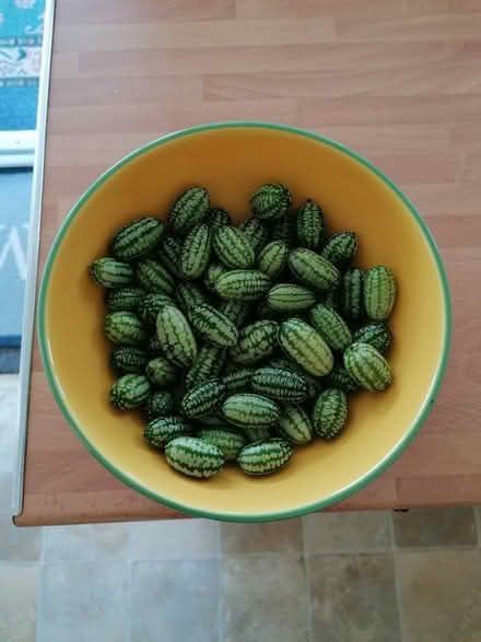 Photo of free Cucamelons. (Langney BN23) #1