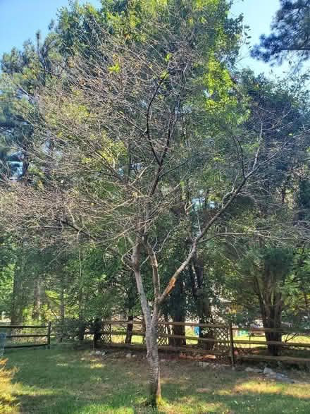 Photo of free Cherry Tree coming down - Wood? (Chesterfield) #1