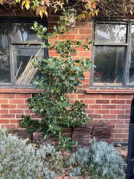 Photo of free Holly bush 5-6ft (Twickenham TW2) #1