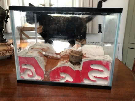 Photo of free Fish tank/Ant Farm (Kingston Bagpuize OX13) #3