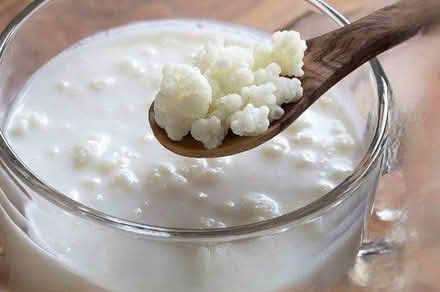 Photo of Kefir grains (Frome centre) #1