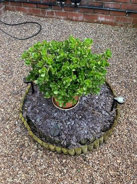Photo of free Money plant (Sheffield S2 3) #1