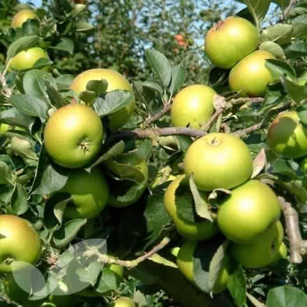 Photo of Apples - for eating and/or cooking (Colesmead RH1) #1