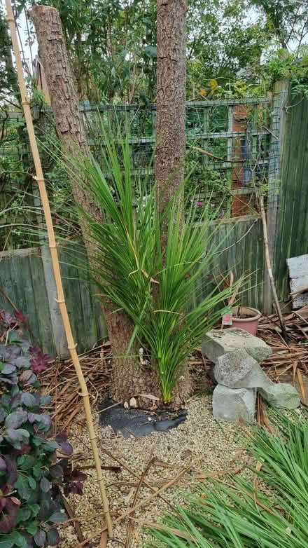 Photo of free Palm tree (South Tonbridge TN9) #2