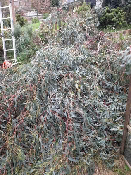 Photo of free Eucalyptus branches and leaves (Saint Austell PL25) #1