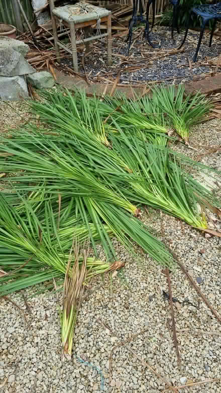 Photo of free Palm tree (South Tonbridge TN9) #1