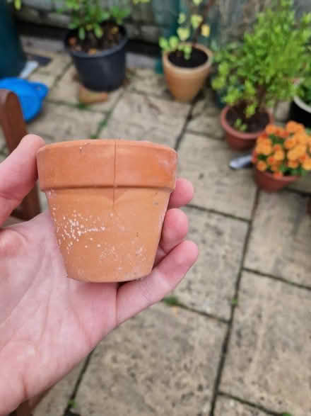 Photo of free Mini terracotta pots (Bear Flat) #1