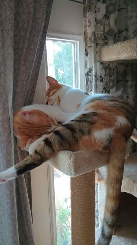 Photo of free Advantage small cat flea meds (91605) #2