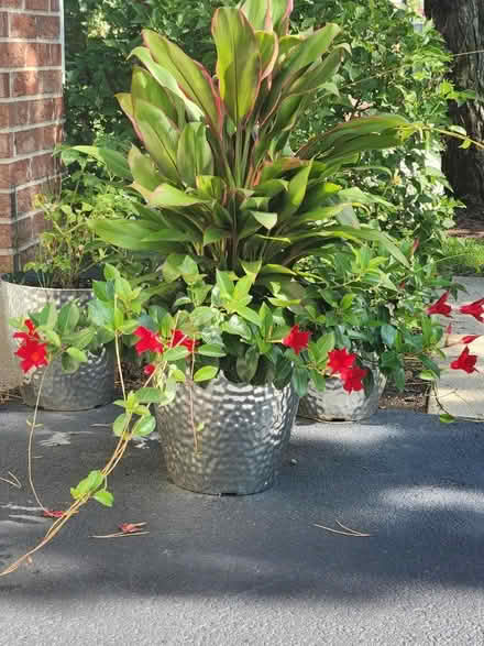 Photo of free Dipladneia and Lucky Plant (Glenview near Northbrook) #1