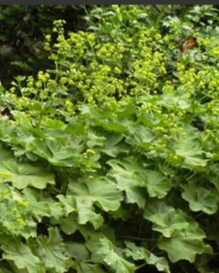 Photo of free Alchemilla Mollis/Lady's Mantle (Stonehaven AB39) #1