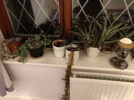Photo of free Plants (Finchampstead, RG40) #1