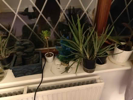 Photo of free Plants (Finchampstead, RG40) #2