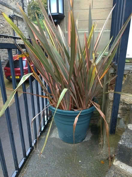 Photo of free Flax Plants in pots (Daisy Hill BD9) #1