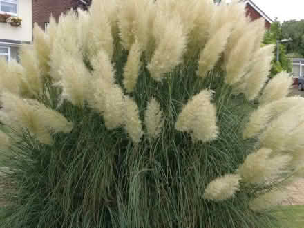 Photo of free Pampas Grass Flowers (Hoddesdon EN11) #1