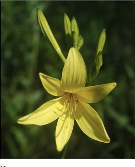 Photo of free Day lily plants (Longridge PR3) #1