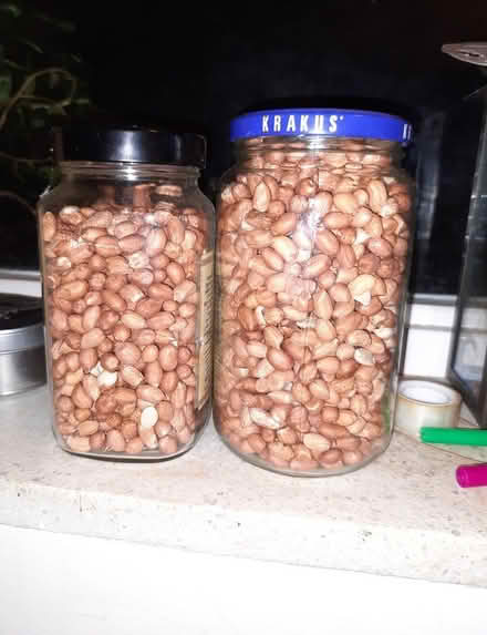 Photo of free Wild bird food - raw peanuts (W4) #1