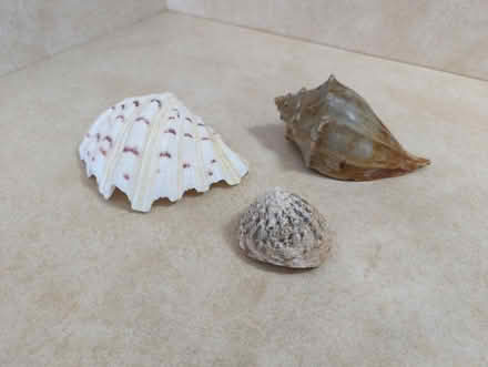 Photo of free Shells (SW Canton Beck and Geddes) #1