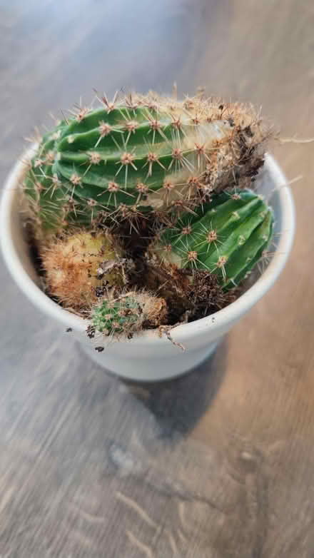 Photo of free A dozen of little baby cacti 🌵 (Aston S26) #1