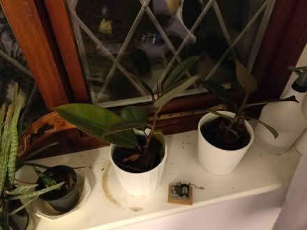Photo of free Plants (Finchampstead, RG40) #3