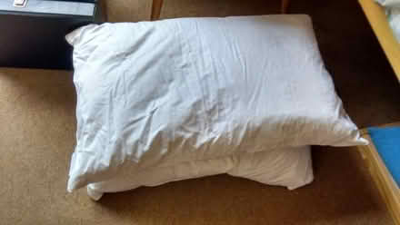 Photo of free Feather pillows (Vicars Cross CH3) #1