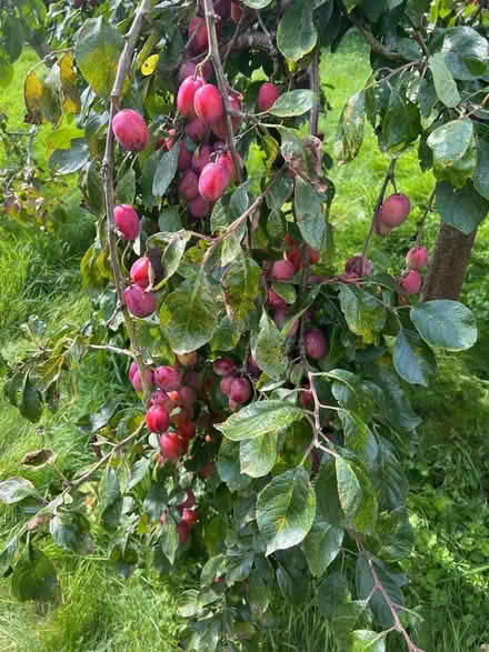 Photo of free Plums (Norton LD8) #1