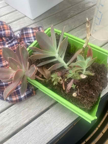 Photo of free Succulent cuttings (TW2 Twickenham) #1