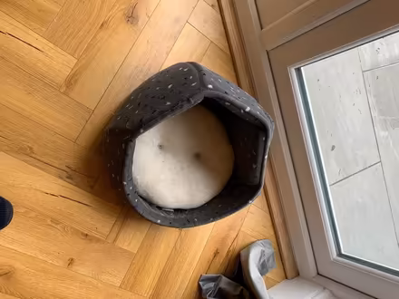 Photo of free Small cat bed (YO19 Fulford) #1