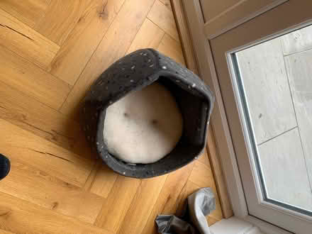 Photo of free Small cat bed (YO19 Fulford) #1