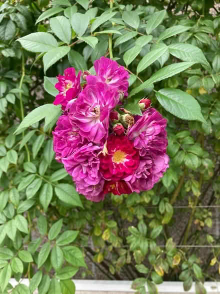 Photo of free Potential Rambling Rose Cuttings (Normandy nr Guildford GU3) #1