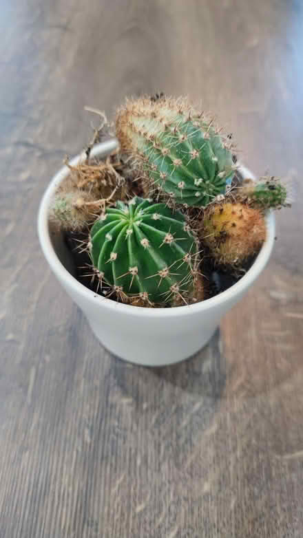 Photo of free A dozen of little baby cacti 🌵 (Aston S26) #3