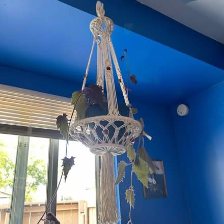 Photo of free Plant wall hanger (Belleville) #2