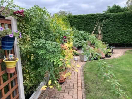 Photo of free Potential Rambling Rose Cuttings (Normandy nr Guildford GU3) #2