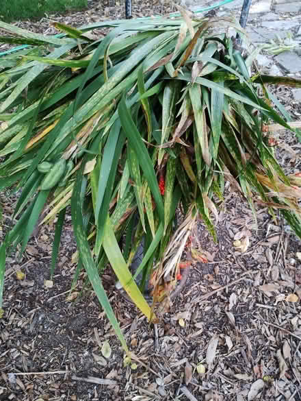 Photo of free Irises (CT10) #1