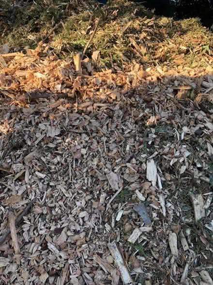 Photo of free Arborist Mulch for the garden (Magnolia Seattle 98199) #2