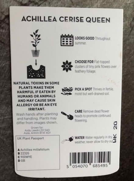 Photo of free Achillea Perennial Plant (Wheatley OX33) #1