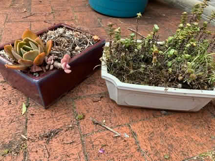 Photo of free Pot plants (West Gosford) #1