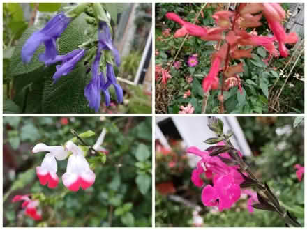Photo of Salvia cuttings (Wallington, SM6) #1