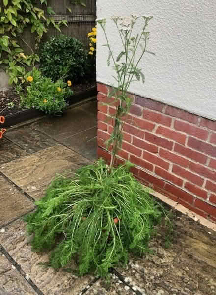 Photo of free Achillea Perennial Plant (Wheatley OX33) #2