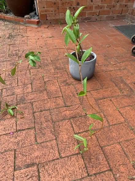 Photo of free Pot plants (West Gosford) #2