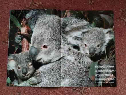 Photo of free Wildlife photos, Daily Mail set (Rayleigh SS6, Eastwood side) #2