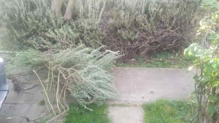 Photo of free Rosemary Cuttings (CT12) #1